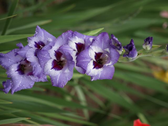 Gladiole