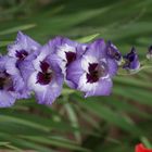 Gladiole