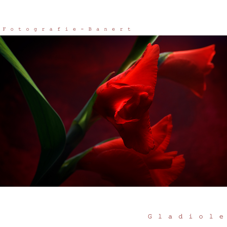 -Gladiole-