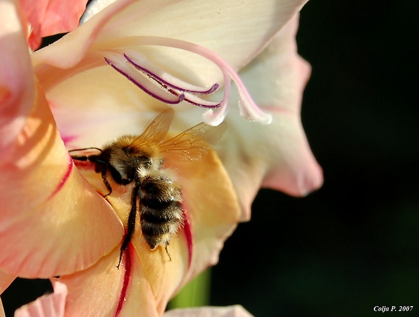 Gladiole bekommt Besuch