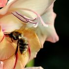 Gladiole bekommt Besuch