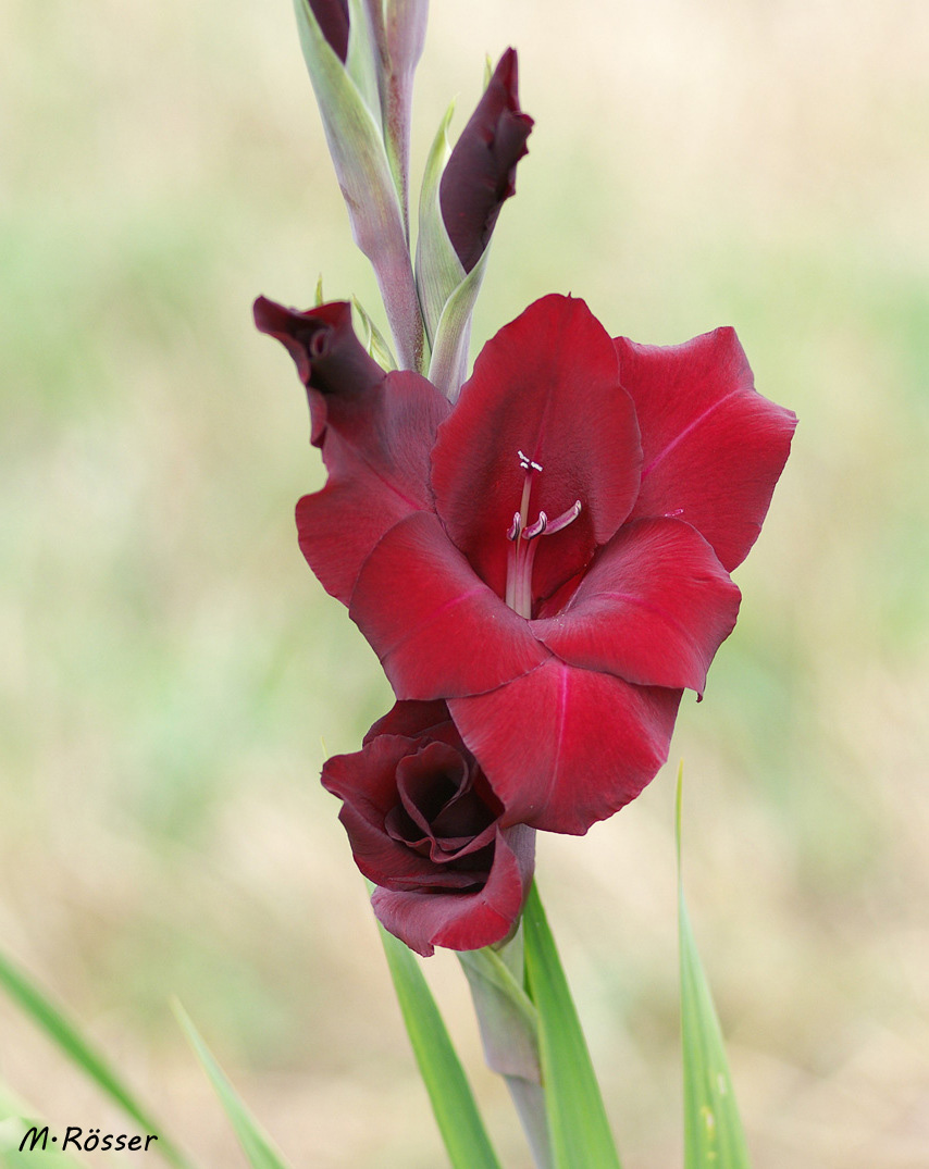 Gladiole Bordeaux