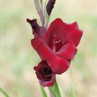 Gladiole Bordeaux