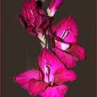 Gladiole Bordeaux