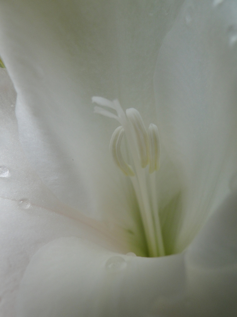 Gladiole