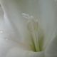 Gladiole