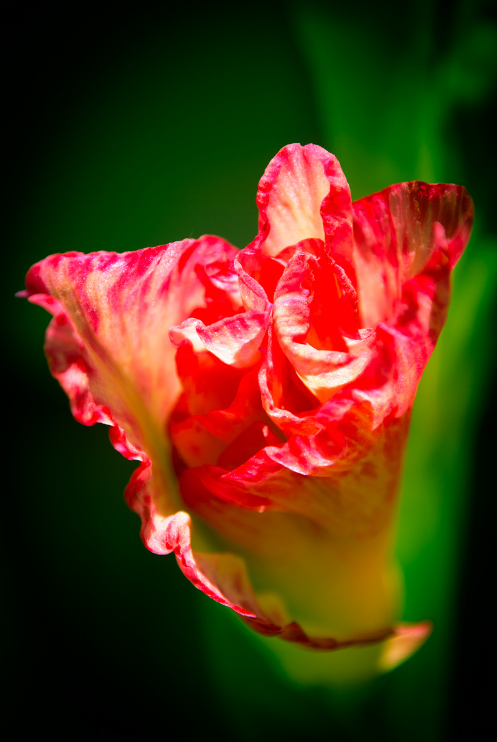 Gladiole