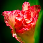 Gladiole