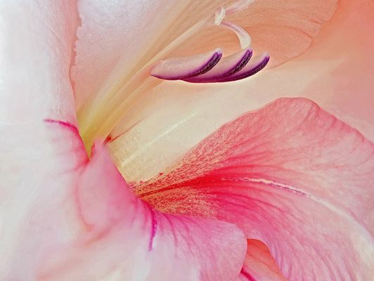 Gladiole