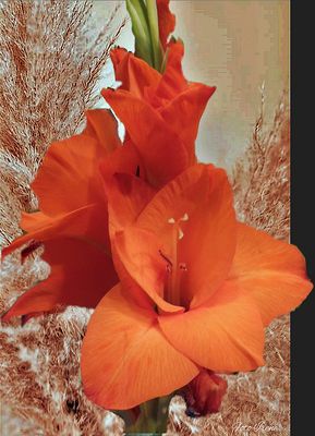 Gladiole...