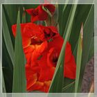 Gladiole