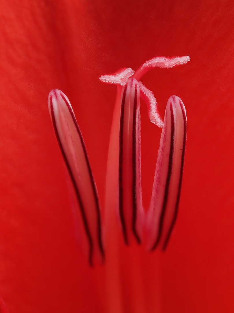 Gladiole