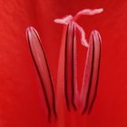 Gladiole