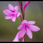 ~Gladiole~