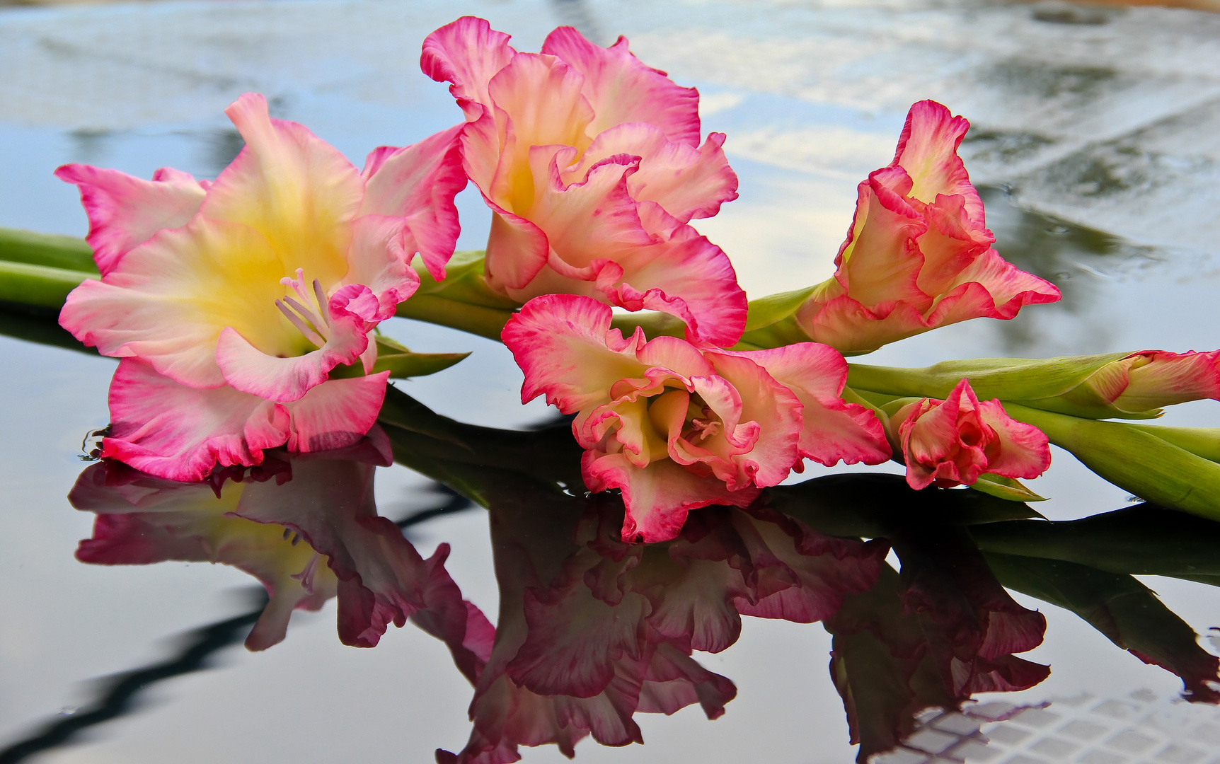 Gladiole