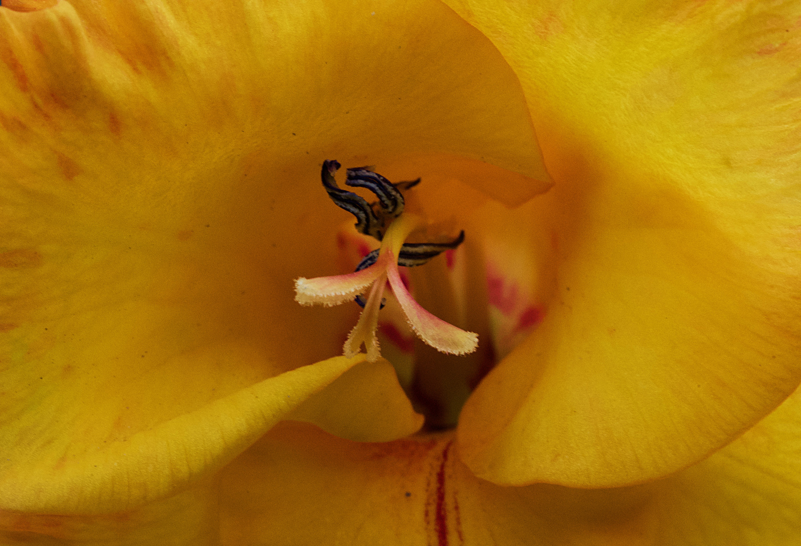 Gladiole 