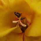 Gladiole 