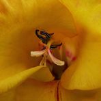 Gladiole 