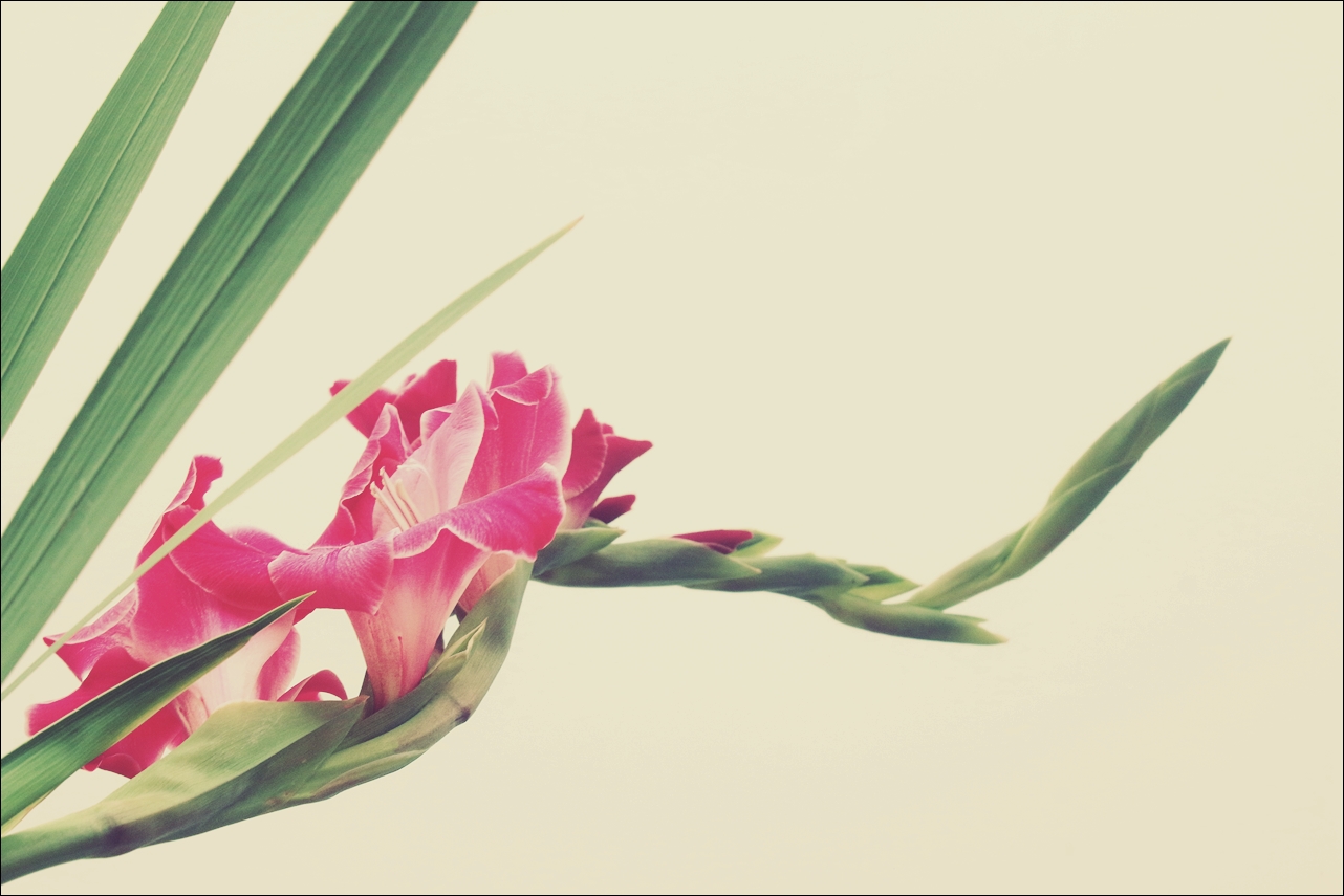 Gladiole