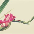 Gladiole