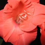 Gladiole die Zweite