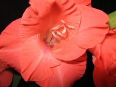 Gladiole die Zweite