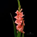 Gladiole