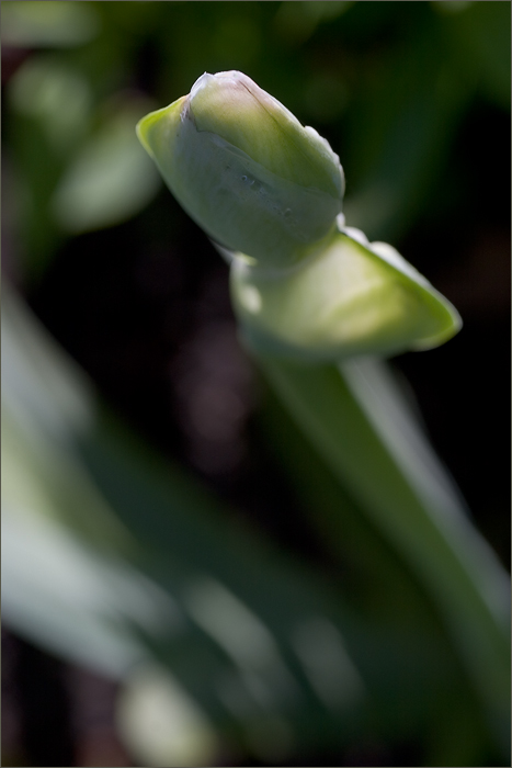 gladiole?