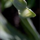 gladiole?