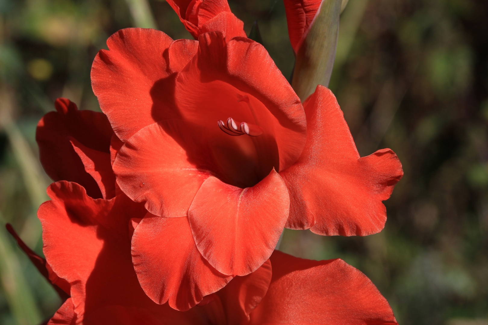 Gladiole, eine beliebte Beet- und Sommerblume