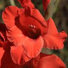 Gladiole, eine beliebte Beet- und Sommerblume