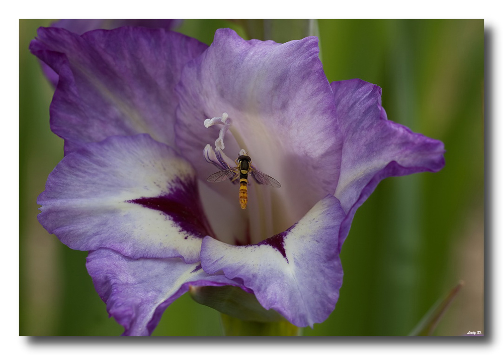 Gladiole