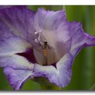 Gladiole