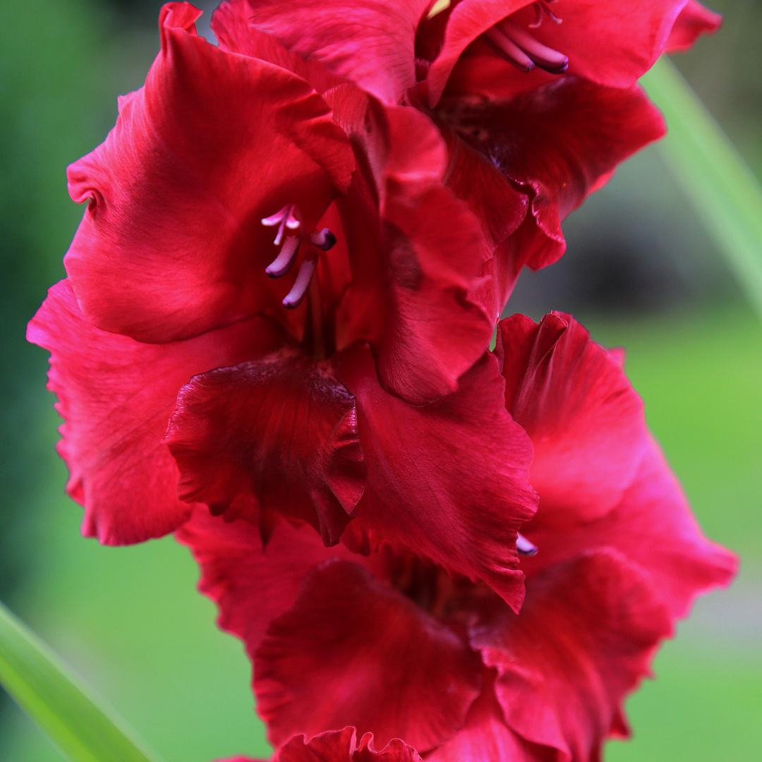 gladiole