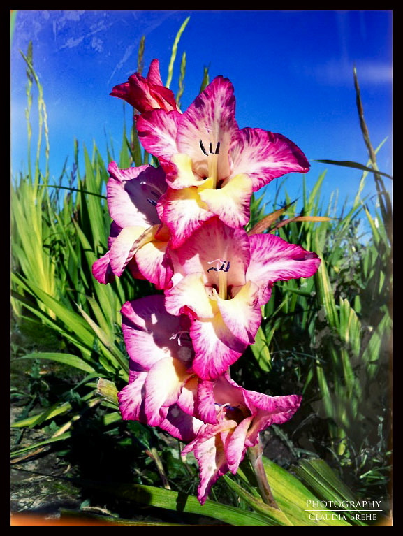 Gladiole