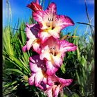 Gladiole