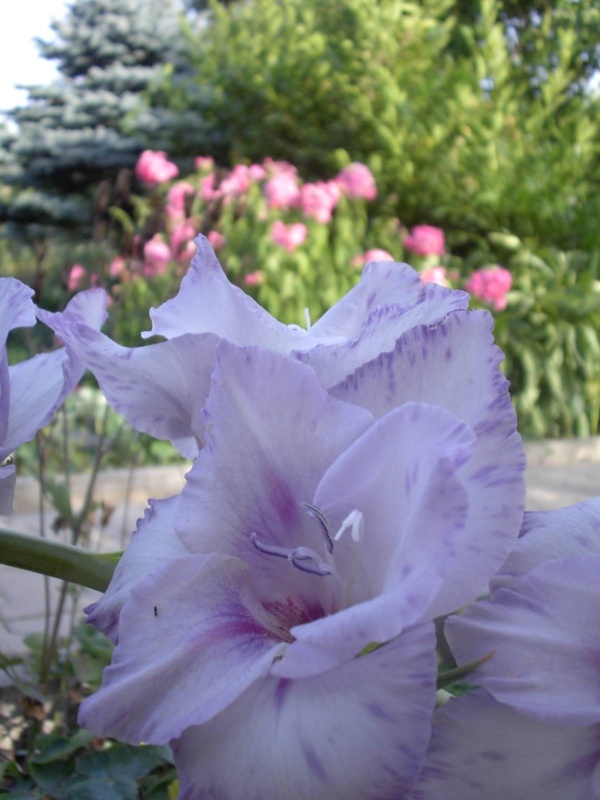 Gladiole