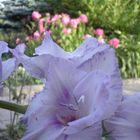 Gladiole