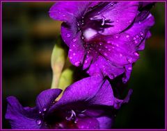 Gladiole