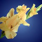 Gladiole II