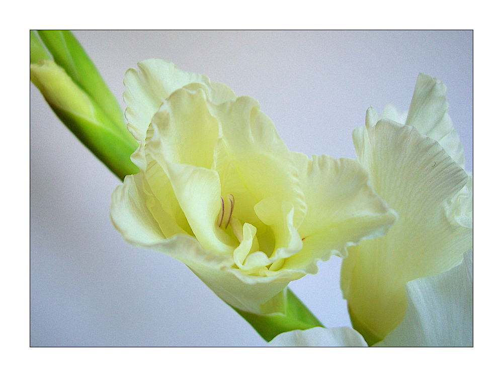 Gladiole II