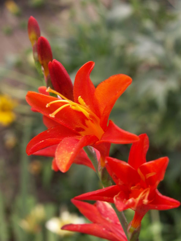 Gladiole II