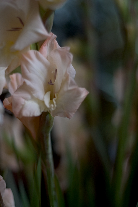 Gladiole II