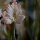 Gladiole II