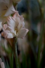 Gladiole II