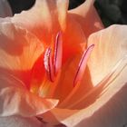 Gladiole im Morgenlicht