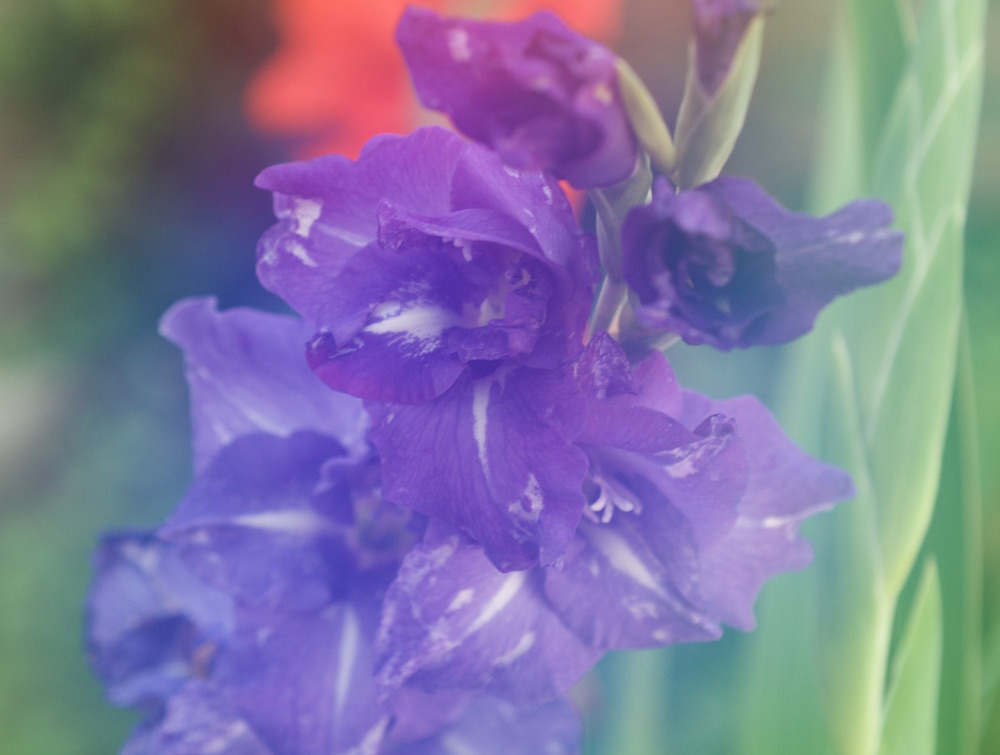 Gladiole im Nebel