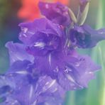 Gladiole im Nebel