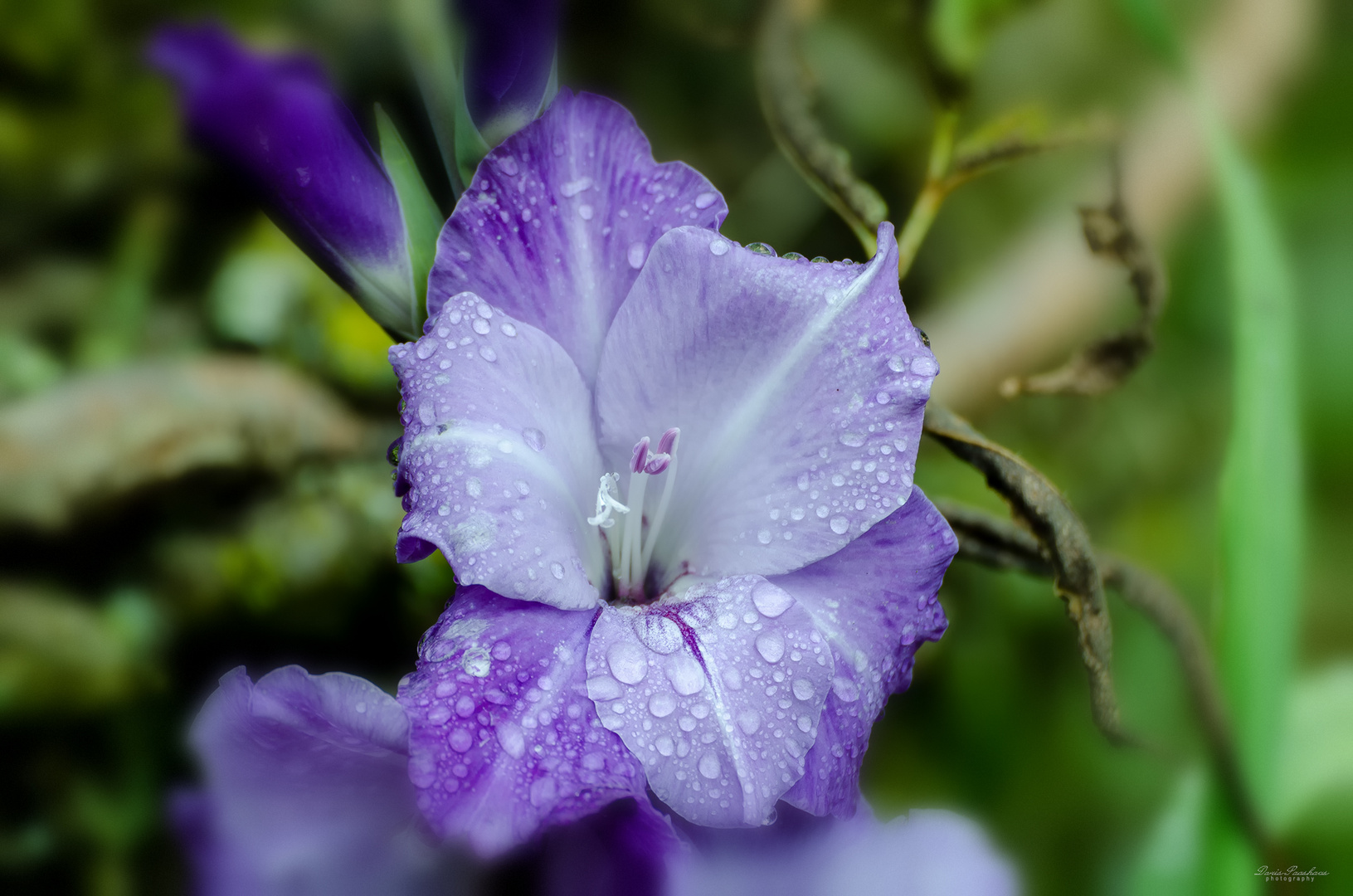 Gladiole im Oktober