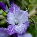 Gladiole im Oktober